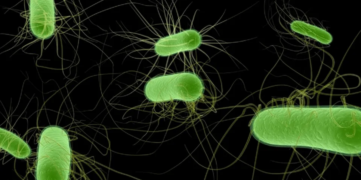 Ireland reports rise in E. coli and Listeria infections