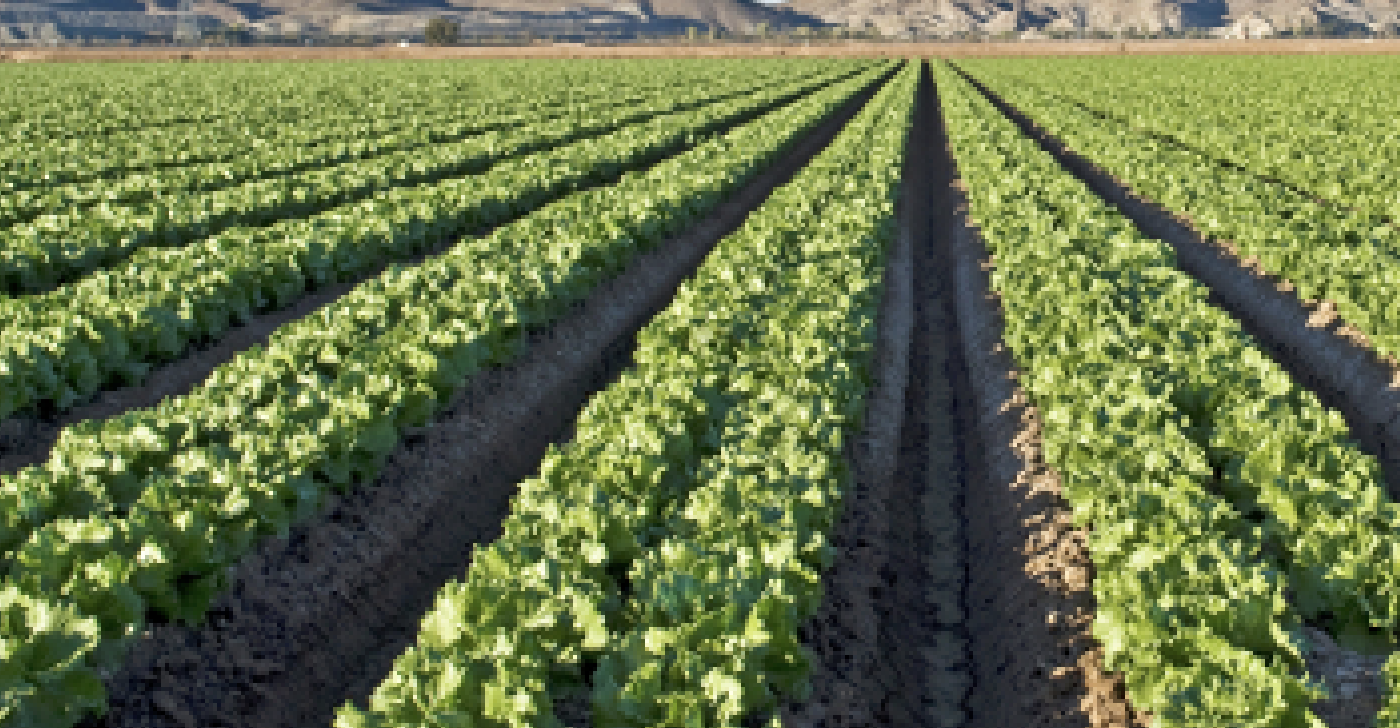 5-year study reveals aspects of food safety in California’s Salad Bowl