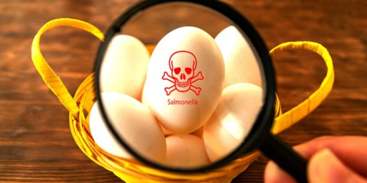 Dutch egg Salmonella outbreak sickened more than 200