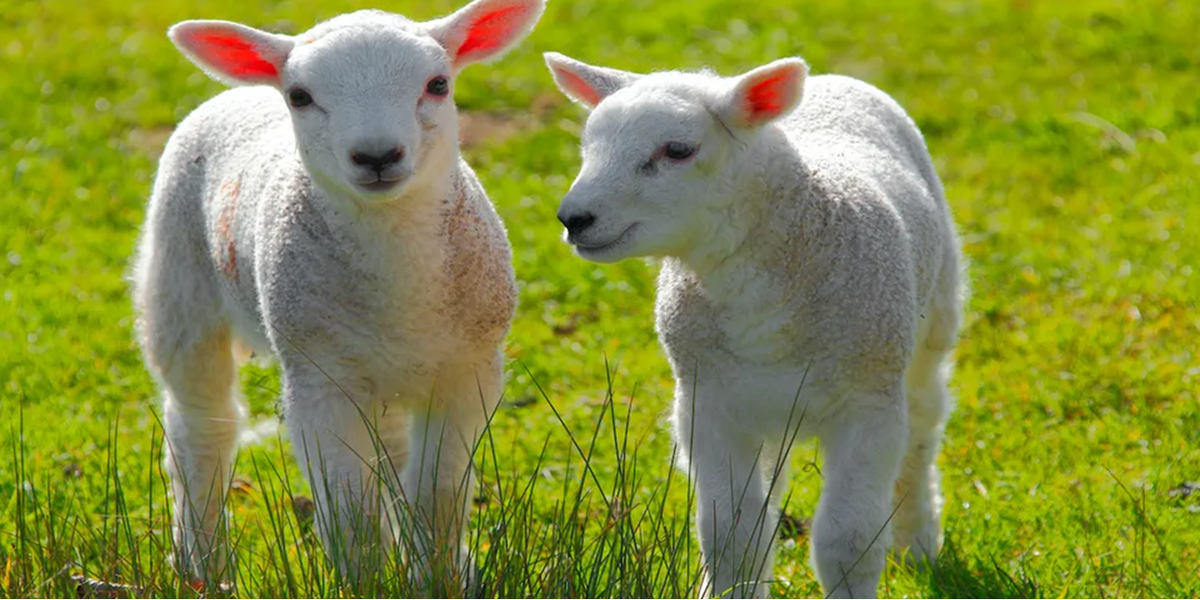 foodsafetynews.com - News Desk - Petting farm safety warning issued ahead of Easter