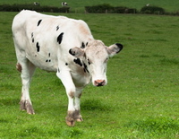 cow-4-feature.jpg