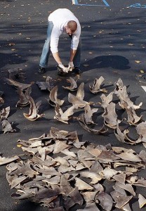 US20fisheries20agent20sorts20shark20fins