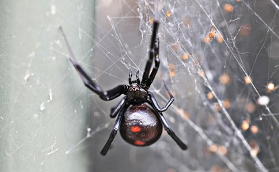 Black Widow: America's most venomous spider, News