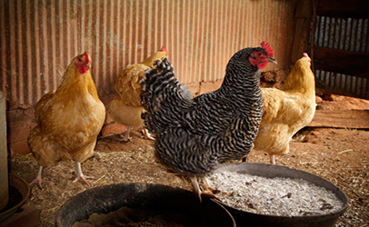 Brahma hen, Chicken breed by Anonymous