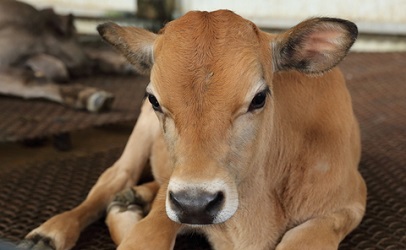 What is a Downer Calf? | Food Safety News What is a Downer Calf? | Food Safety News