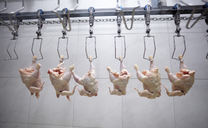 chicken slaughterhouse stun bath