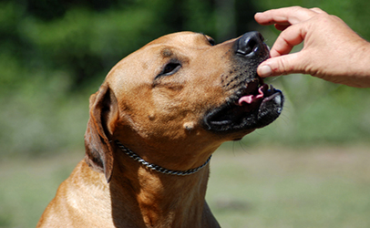 http://www.dreamstime.com/royalty-free-stock-photography-doggy-treat-image4693947