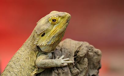 Bearded dragon lizards behind salmonella outbreak, CDC says