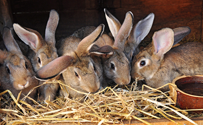 The Real Reason Whole Foods No Longer Sells Rabbit Meat