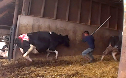 Local District Attorney Decides Not To Prosecute Over Latest Mercy for Animals Video | Food Safety News Local District Attorney Decides Not To Prosecute Over Latest Mercy for Animals Video | Food Safety News
