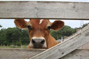 http://www.dreamstime.com/stock-photos-guernsey-cow-looks-fence-curious-beautiful-dairy-peers-weathered-old-wooden-farm-image42896263