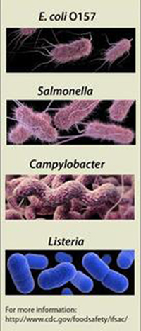 CDC bacteria graphic