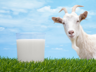 http://www.dreamstime.com/stock-images-goat-milk-image24057054