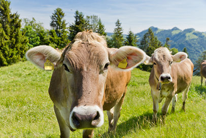 http://www.dreamstime.com/royalty-free-stock-photography-brown-swiss-cows-image22916307