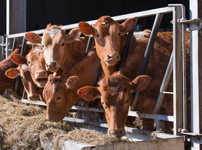 http://www.dreamstime.com/royalty-free-stock-photo-guersney-cattle-cowshed-guernsey-eating-hay-image39261335