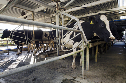 http://www.dreamstime.com/stock-photos-dairy-industry-cow-milking-facility-peria-nz-july-holstein-cows-july-income-farming-now-major-part-image32198753