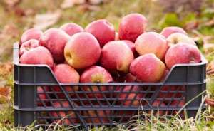 Reusable_Produce_Container_406x250