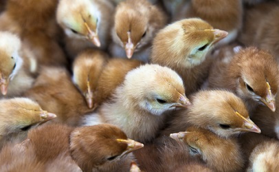 http://www.dreamstime.com/royalty-free-stock-images-baby-chicks-image24981909