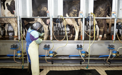 http://www.dreamstime.com/royalty-free-stock-image-cow-farm-agriculture-milk-automatic-milking-system-image13570196