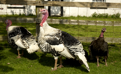 UK_Turkeys_406x250