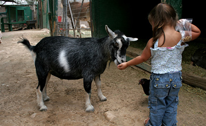 http://www.dreamstime.com/royalty-free-stock-photo-petting-zoo-image1008725