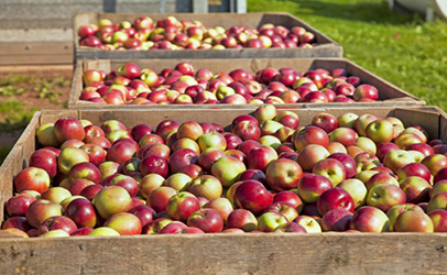 Apple boxes