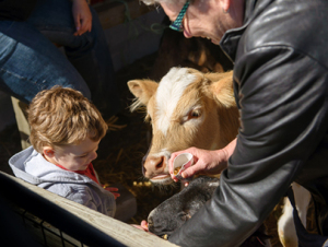 http://www.dreamstime.com/stock-images-boy-feeding-animals-grandmother-helps-her-grandson-feed-calf-lamb-farm-image40969184