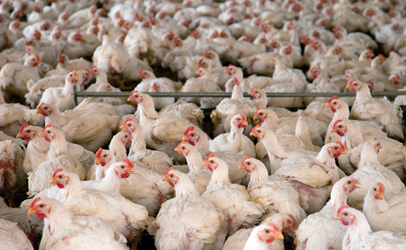 http://www.dreamstime.com/stock-photography-chickens-cot-image13995122