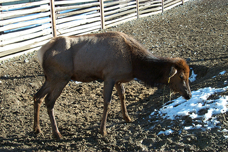 Elk with CWD