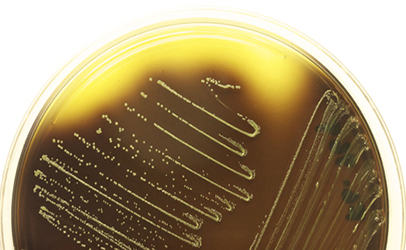 Listeria cornellensisOxford3-26