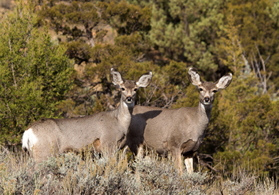 http://www.dreamstime.com/stock-photo-pair-mule-deer-two-stand-alert-montana-forest-image38739670