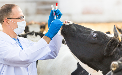 http://www.dreamstime.com/stock-images-veterinarian-farm-cattle-examines-animal-ranch-cows-image49694854