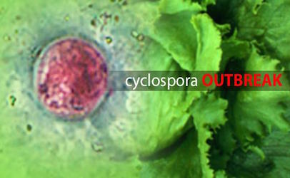 cyclosporaoutbreak_406x250