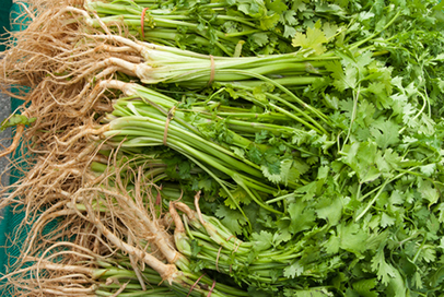 http://www.dreamstime.com/stock-photo-organic-cilantro-image13856360