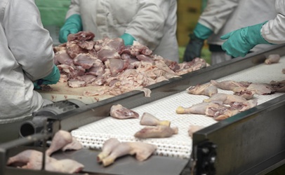 chickenprocessing_406x250