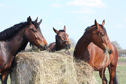 Horses with hay bale