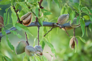 http://www.dreamstime.com/stock-photo-almond-branch-image27315050