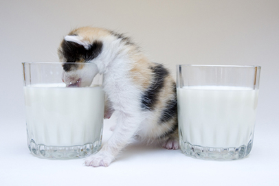 Kitten drinking from milk glass