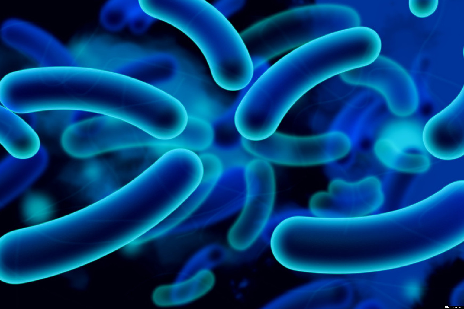 Milk Makers Fest E. Coli O157H7 Outbreak Final Report Released Food