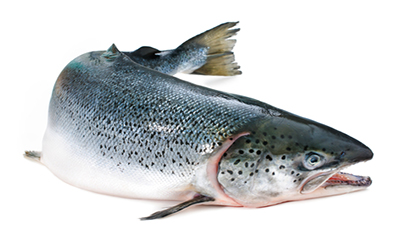 http://www.dreamstime.com/royalty-free-stock-images-atlantic-salmon-salmo-salar-white-background-image33670079