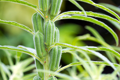 Sesame seed plant