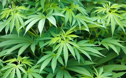 http://www.dreamstime.com/stock-images-marijuana-plant-image20408494