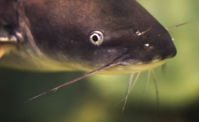 CatfishSwimmingMain