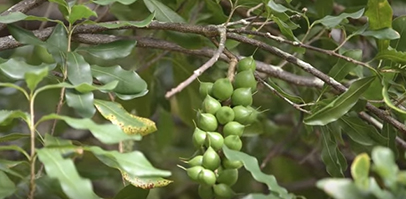 Mac nut tree with fruit