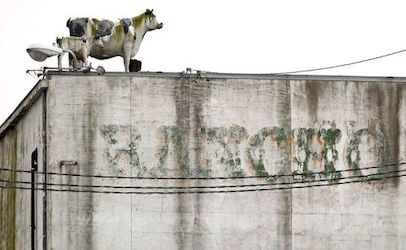 Ranchocow_406x250