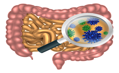 gutbacteria_406x250