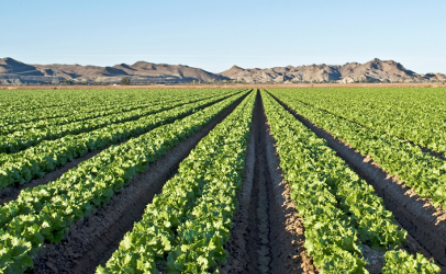 Arizone-lettuce-field