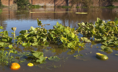 Even the thick rinds of pumpkins and melons cannot protect the edible portion of the produce if it has been exposed to floodwater.