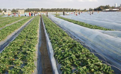 Field workers harvest strawberries in Egypt. Strawberry exports are heavily promoted on the Egyptian government's website.