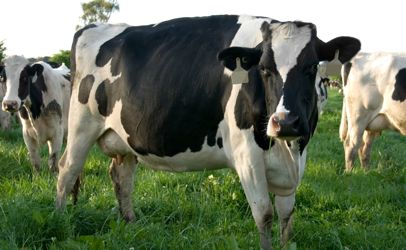 three-dairy-cows-406